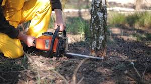 How Our Tree Care Process Works  in  Wright, WY