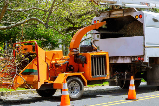 Best Root Management and Removal  in Wright, WY